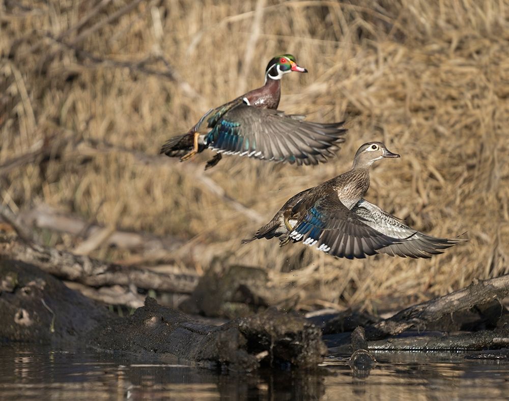 Washington State A male and female Wood Duck (Aix sponsa) take flight Seattle Digital composite